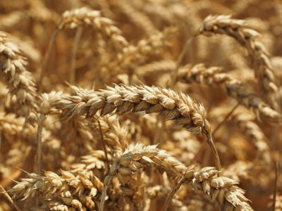 wheat-commodity